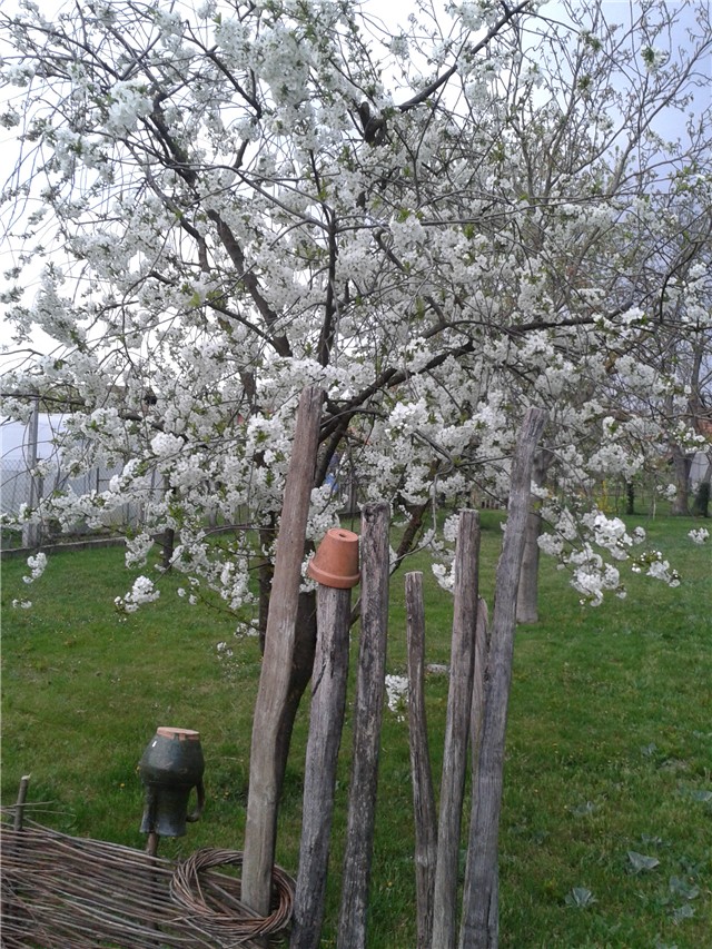 Moj vrt